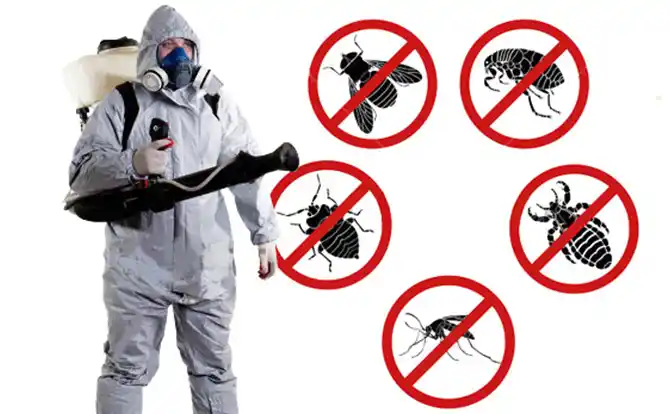 pest control Queen City